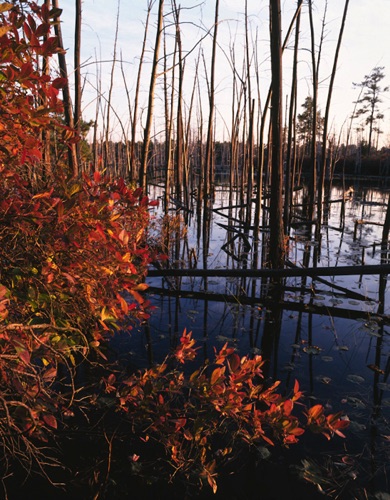 Bamber Lake, Pine Barrens NJ (MF).jpg